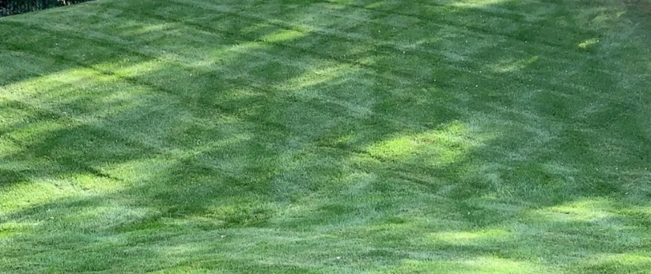 Green grass field in Ada, MI.