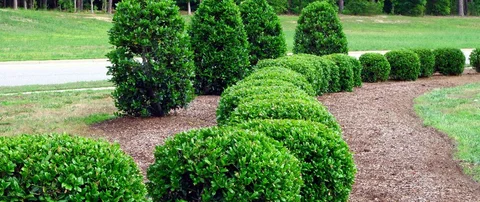 Neat, shaped green shrubs in a landscape.