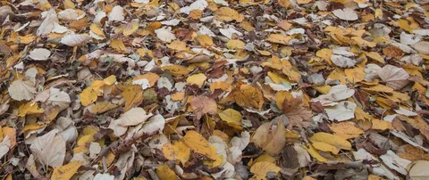 Piles of dried leaves in Ada, MI.