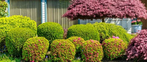 Shapely shrubs with blooms and a small tree in Ada, MI.
