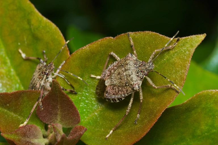 Brown marmorated stink bugs crawling on green leaves in Ada, MI.