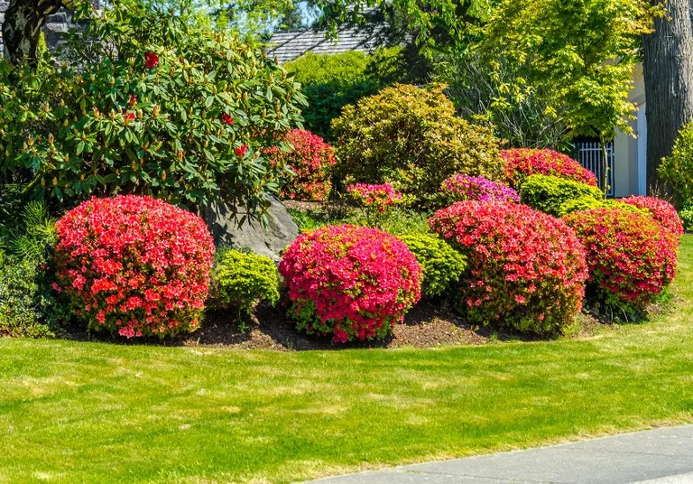 Colorful flowering bushes in landscaped garden in Ada, MI.