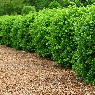 Lush green hedge along mulch bed in Ada, MI.